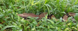 Boa in the grass in our yard
